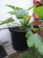 Zucchinitopf.webp