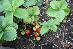 Erdbeeren 2 12.06.13.jpg