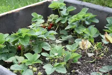 Erdbeeren 3 12.06.13.webp