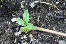 Erdbeeren 12.06.13.webp