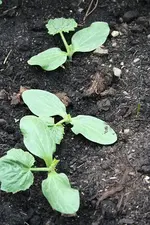 Zucchini 12.06.13.webp
