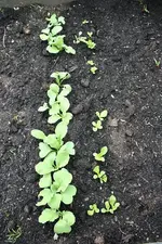 Radies Salat 12.06.13.webp