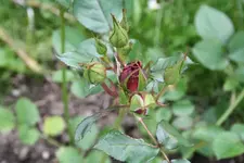 Ueberraschungsrose 12.06.13.webp