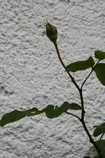 Coeur de Dame 12.06.13.webp