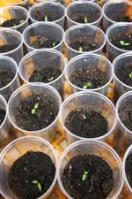 Paprika Saemlinge 12.06.13.webp