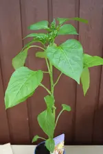 Snackpaprika.webp