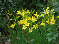 taglilien.webp