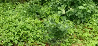 Walderdbeeren.webp