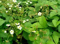 Moschuserdbeeren.webp