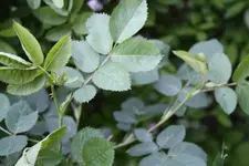 Wilde Rose in der Hecke 23.05.13.webp