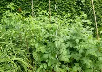 kleines Himbeerbeet.webp