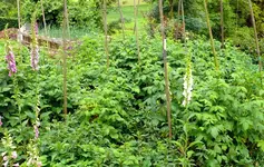 gr Himbeerbeet.webp