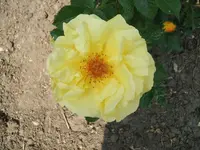 1306120006.webp