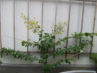 20130607_140328 (Large).webp