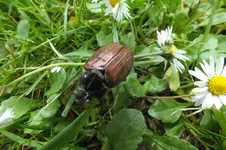 2013_0612Frühling0019.webp