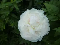 CIMG5807.webp