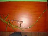 WerkenntDSC05444.webp