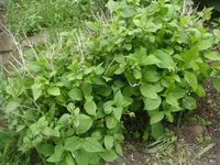 HortensieDSC05446.webp
