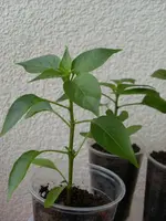 SL370130.webp
