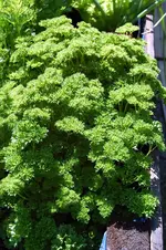 DSC_7215.webp