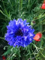 073.webp