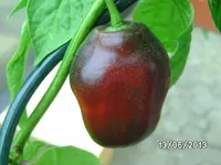 Rocotto.webp