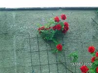 Rosen.webp