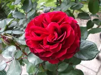 DSCF1409.webp