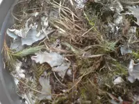 Rasen Magret 045.webp