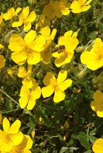 yoyobiene.webp