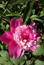 yoyopfingsrose.webp