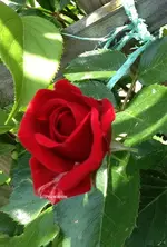 yoyosympathie.webp