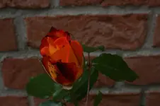 008.webp