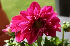 010.webp