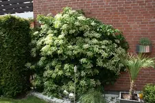 009.webp