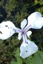 yoyoteich2.webp