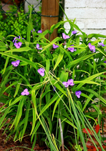 Dreimaster_600.webp