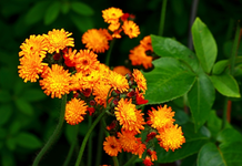 Habichtskraut_600.webp