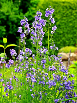 Jakobsleiter in voller Blüte_600.webp