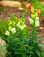 Löwenmäulchen_600.webp