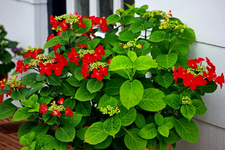 rote Hortensie_600.webp