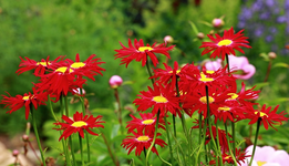 rote Margerite_640.webp