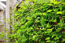 viele Knospen an der Purpurea Plena Elegans_640.webp
