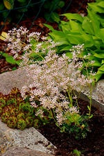 Saxifraga blüht_600.webp