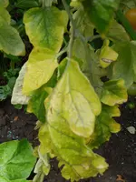 SAM_0927.webp