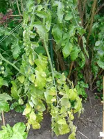 SAM_0928.webp