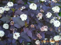 garten juni 2 005.webp