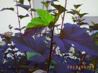 garten juni 2 007.webp