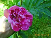 garten juni 2 008.webp