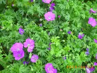 garten juni 2 012.webp